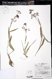 Luzula hitchcockii image