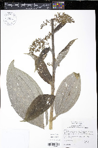 Veratrum viride image