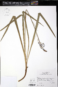 Camassia leichtlinii image
