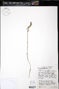 Spiranthes magnicamporum image