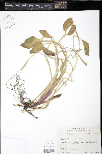 Heteranthera limosa image