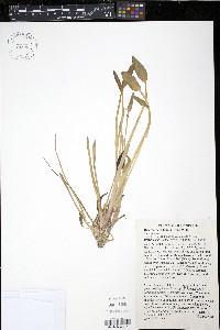 Heteranthera limosa image