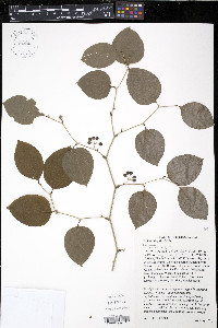 Smilax tamnoides image