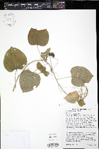 Smilax lasioneura image
