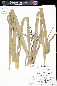 Sparganium eurycarpum image