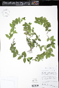 Euonymus fortunei image