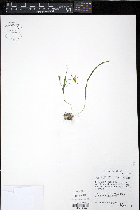 Gagea fragifera image