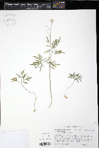 Cardamine dissecta image