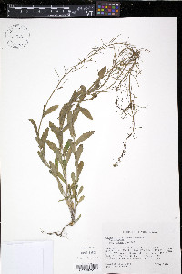 Borodinia dentata image