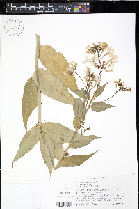 Hesperis matronalis image
