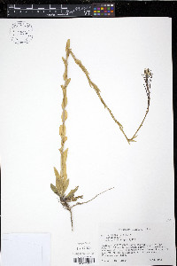 Turritis glabra image