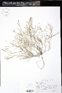 Planodes virginicum image