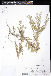 Lepidium campestre image