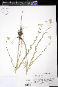 Berteroa incana image