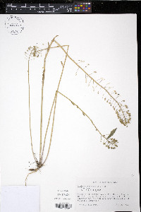 Lepidium campestre image