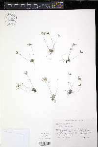 Draba reptans image