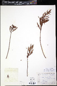 Proserpinaca palustris image
