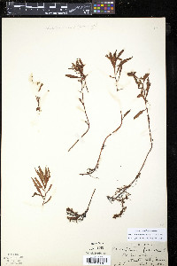 Proserpinaca palustris image