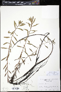 Proserpinaca palustris image