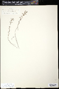 Proserpinaca pectinata image