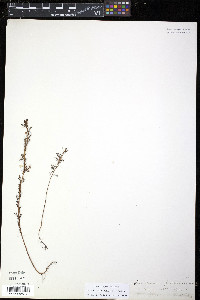 Proserpinaca pectinata image