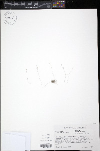 Utricularia subulata image