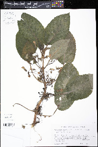 Nautilocalyx melittifolius image