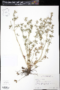 Geranium dissectum image