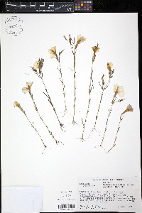Schultesia benthamiana image
