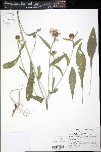 Centaurea nigra image