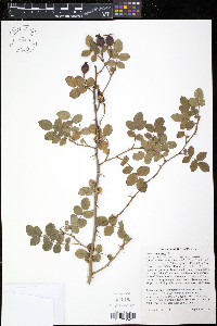 Rosa rubiginosa image
