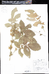 Agrimonia gryposepala image
