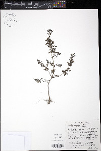 Trichostema coeruleum image
