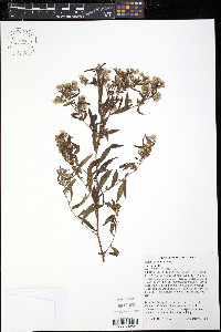 Symphyotrichum praealtum image