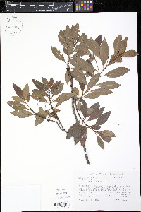 Myrsine coriacea image