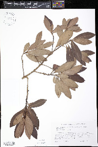 Myrsine coriacea image