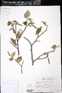 Broussonetia papyrifera image