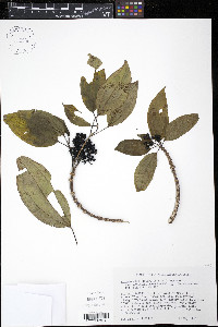 Miconia globuliflora image