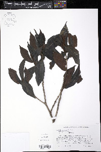Miconia ernstii image