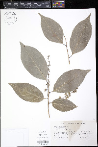Homalium racemosum image