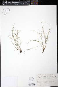 Rhynchospora contracta image