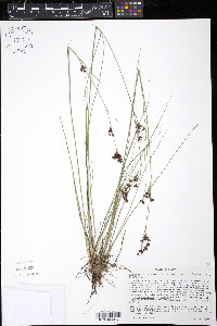 Rhynchospora perplexa image