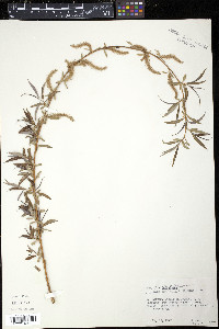Salix babylonica image