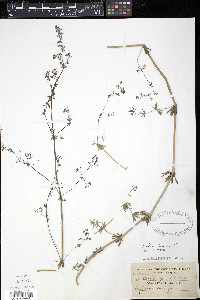 Galium mollugo image