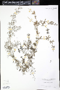 Galium erectum image