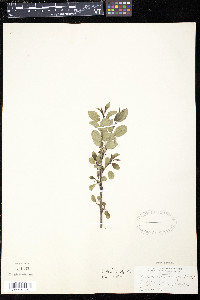 Rhamnus cathartica image