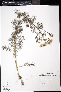 Anthemis cotula image