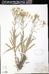 Solidago ptarmicoides image