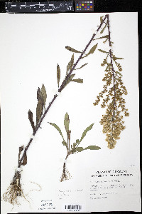 Solidago puberula image