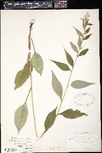 Solidago macrophylla image
